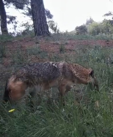 Fotokapanlar kaydetti: Ganoslar’da yaban hayatın eşsiz anları gözler önüne serildi