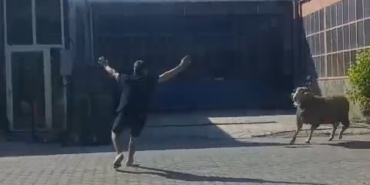 Kaçan kurbanlık koçu esnaf yakaladı
