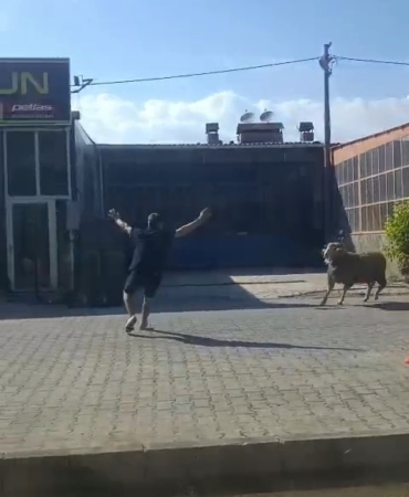 Kaçan kurbanlık koçu esnaf yakaladı