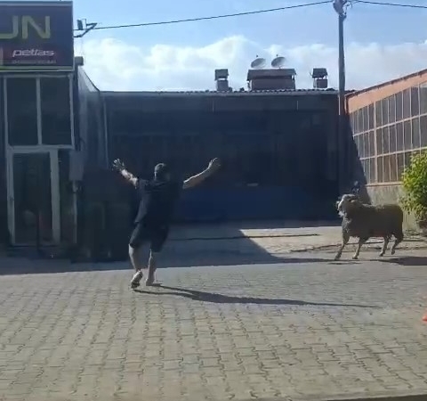 Kaçan kurbanlık koçu esnaf yakaladı