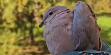 Çanakkale’de yaralı halde bulunan 5 kuş DKMP ekipleri tarafından sağlığına kavuşturuldu