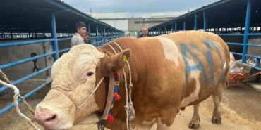 Bursa’da kurbanlık şampiyonu görücüye çıktı: Tam 1,2 ton