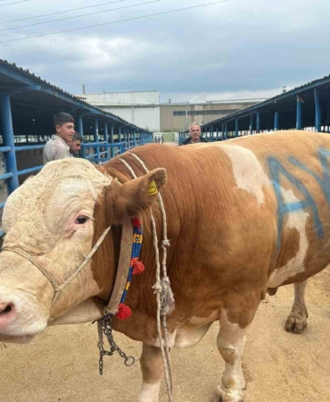 Bursa’da kurbanlık şampiyonu görücüye çıktı: Tam 1,2 ton
