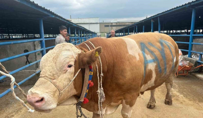 Bursa’da kurbanlık şampiyonu görücüye çıktı: Tam 1,2 ton