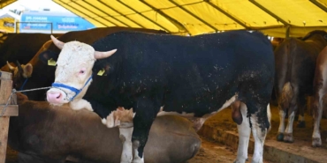 Bahçelievler’de Kurban Bayramı hazırlıkları tamamlandı