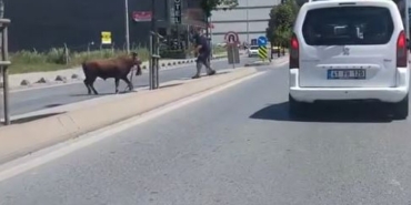 Arnavutköy’de kaçan kurbanlığın ortalığı birbirine kattığı anlar kamerada