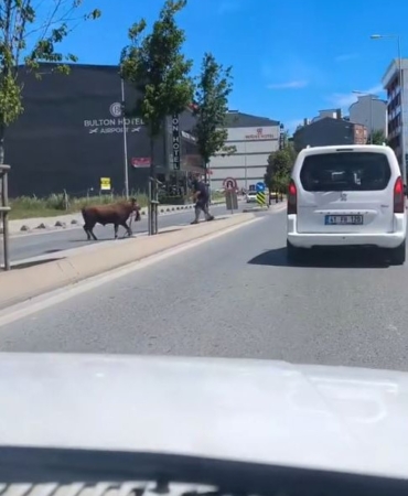 Arnavutköy’de kaçan kurbanlığın ortalığı birbirine kattığı anlar kamerada