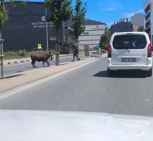 Arnavutköy’de kaçan kurbanlığın ortalığı birbirine kattığı anlar kamerada
