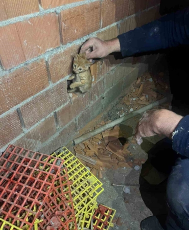 Balıkesir’de duvar arasına sıkışan yavru kediyi itfaiye kurtardı