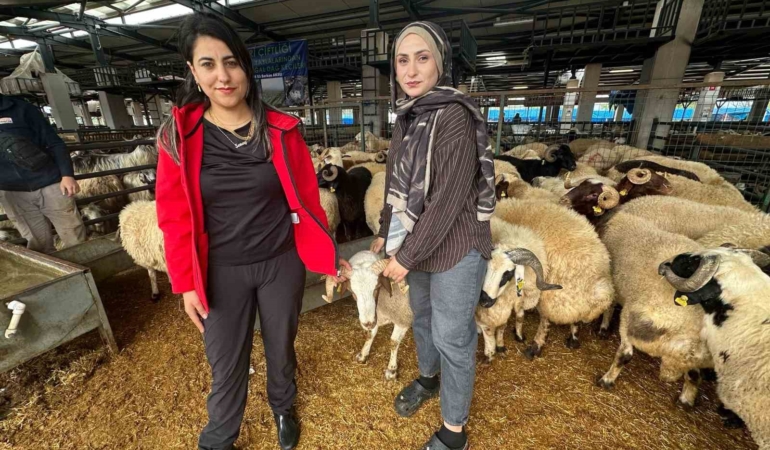 İki genç kuzen celep, Bursa’daki kurban pazarında rekabeti artırdı