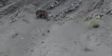Yamaçtan kayan ayı gülümsetti