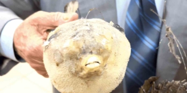 Balıkçı Kenan’dan "balon balığı" uyarısı: "Dişleri jilet gibi, dikenleri zehirli"