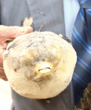 Balıkçı Kenan’dan "balon balığı" uyarısı: "Dişleri jilet gibi, dikenleri zehirli"