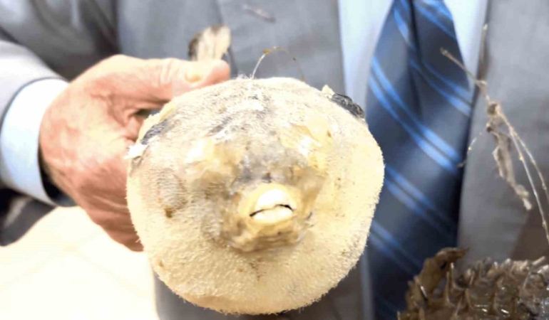 Balıkçı Kenan’dan “balon balığı” uyarısı: “Dişleri jilet gibi, dikenleri zehirli”