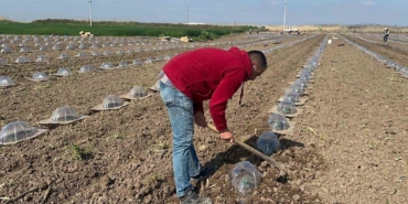 Tarım işçilerini ve çiftçileri en çok turfanda karpuz dikimi zorluyor