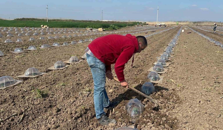 Tarım işçilerini ve çiftçileri en çok turfanda karpuz dikimi zorluyor