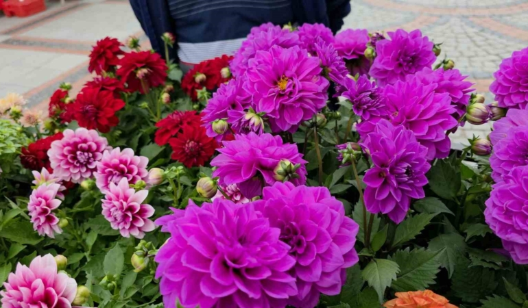 Edirne Saraçhane Caddesi’nde fesleğen kokusu