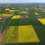 Edirne’de kanola tarlaları sarıya büründü
