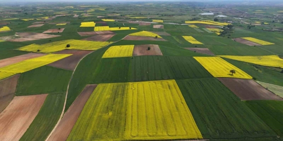 Edirne’de kanola tarlaları sarıya büründü