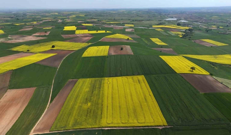 Edirne’de kanola tarlaları sarıya büründü