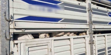 İstanbul’da kaçak kurbanlık operasyonu: Kaçak 126 kurbanlık yakalandı, sürücülere ceza yağdı