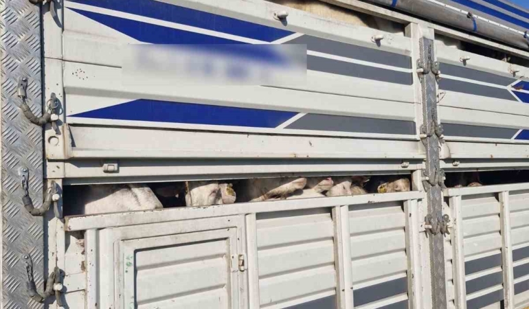 İstanbul’da kaçak kurbanlık operasyonu: Kaçak 126 kurbanlık yakalandı, sürücülere ceza yağdı
