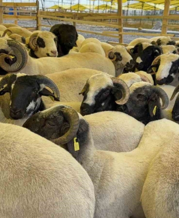 Kurban Bayramı’na sayılı günler kala hayvan pazarları kurulmaya başladı