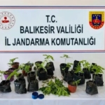 Erdek’te jandarmadan kenevir operasyonu