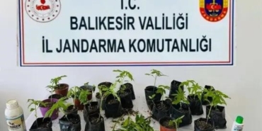 Erdek’te jandarmadan kenevir operasyonu