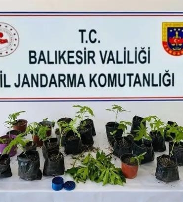 Erdek’te jandarmadan kenevir operasyonu