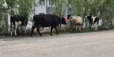 Hayvan pazarından kaçan büyükbaş havanlar gezintiye çıktı