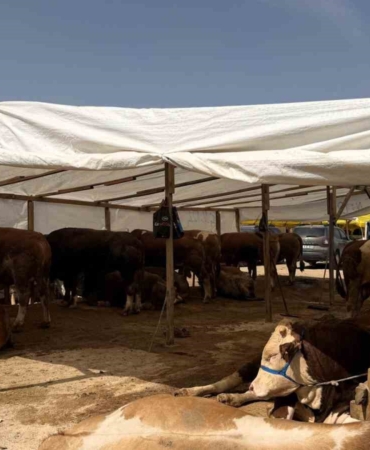 Kurban pazarlarında haşereye karşı ilaçlama mesaisi