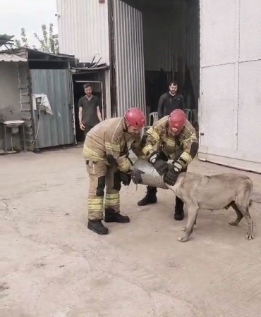 Hava filtresine sıkışan köpek kurtarıldı
