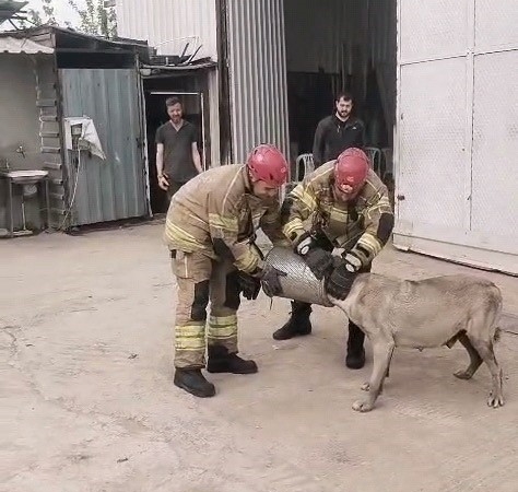 Hava filtresine sıkışan köpek kurtarıldı