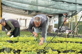 İklim değişikliği ve kuraklık nedeniyle su tasarruflu peyzaj dönemi