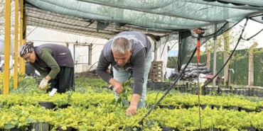 İklim değişikliği ve kuraklık nedeniyle su tasarruflu peyzaj dönemi