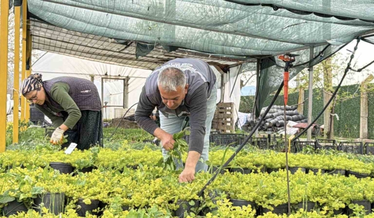 İklim değişikliği ve kuraklık nedeniyle su tasarruflu peyzaj dönemi