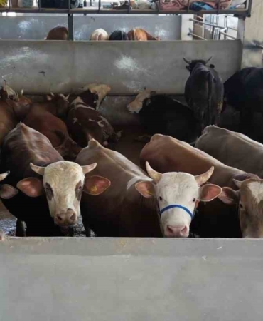 İnegöl Belediyesi Modern Hayvan Pazarı, yüzde 100’e ulaştı