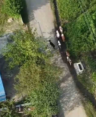 Vatandaşın kaybolan büyükbaşlarını jandarma dron ile buldu