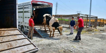 Esenyurt’ta ilk kurbanlıklar pazara giriş yaptı