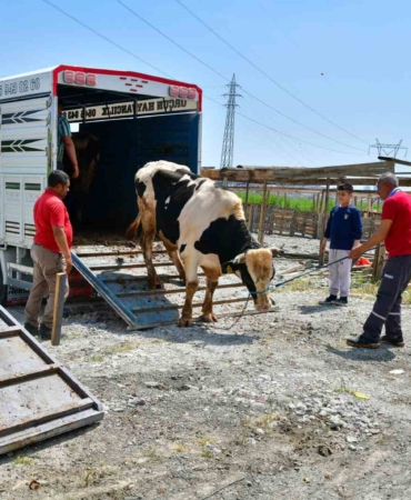 Esenyurt’ta ilk kurbanlıklar pazara giriş yaptı