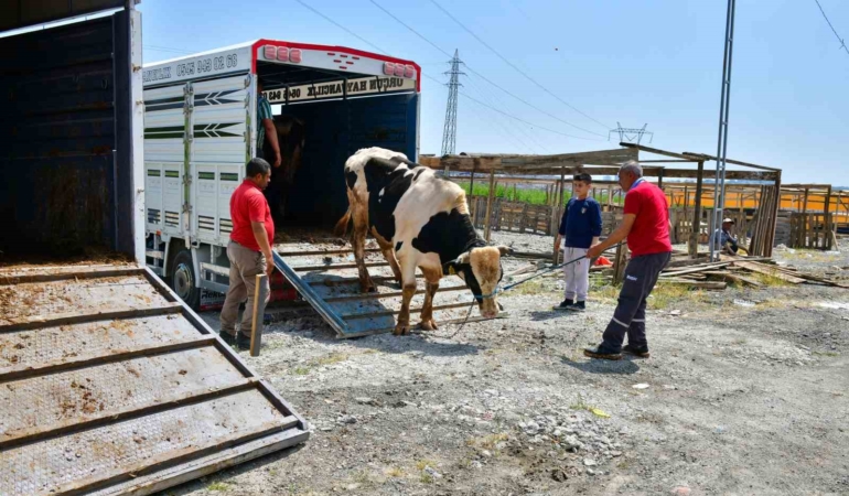 Esenyurt’ta ilk kurbanlıklar pazara giriş yaptı