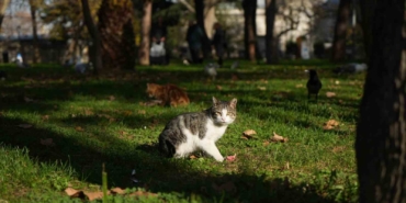 Osmanlı’dan miras "kedi sevgisi" İstanbul’da yaşatılıyor