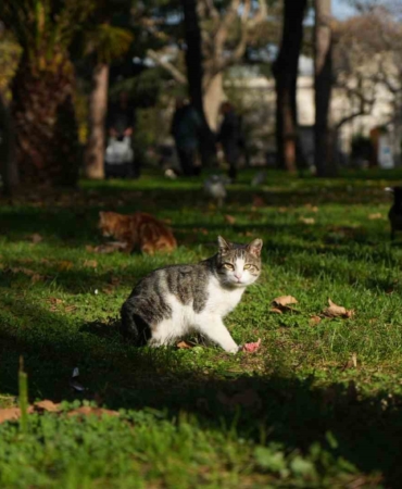 Osmanlı’dan miras "kedi sevgisi" İstanbul’da yaşatılıyor