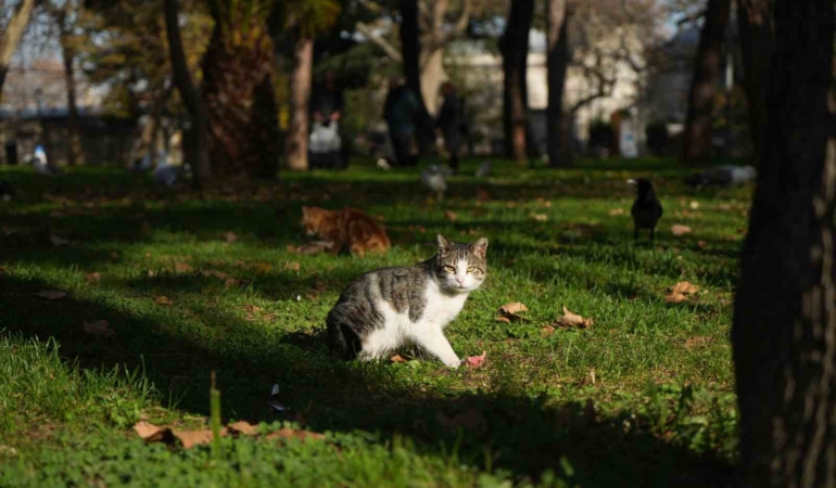 Osmanlı’dan miras "kedi sevgisi" İstanbul’da yaşatılıyor