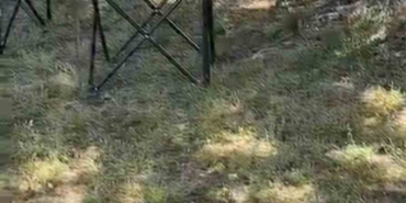 Bursa’da sarı yılan paniği