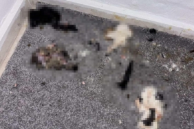Başakşehir’de sitede kediler parçalanmış halde bulundu