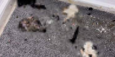 Başakşehir’de sitede kediler parçalanmış halde bulundu