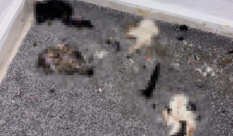 Başakşehir’de sitede kediler parçalanmış halde bulundu