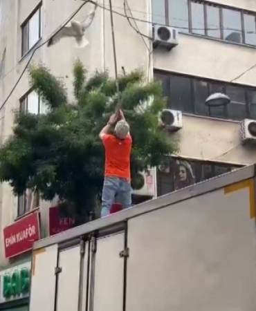 Pendik’te elektrik tellerine takılan martı kurtarıldı
